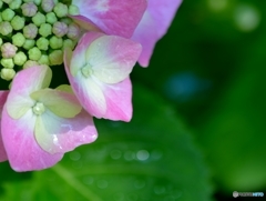雨上がりにキラッと