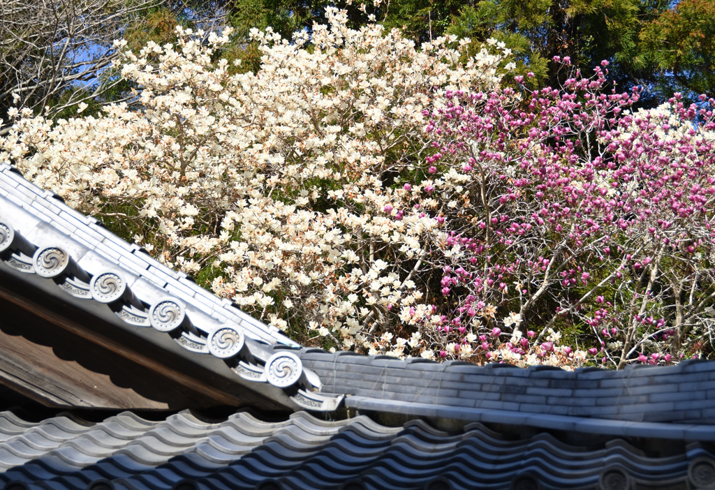 屋根ごしの春