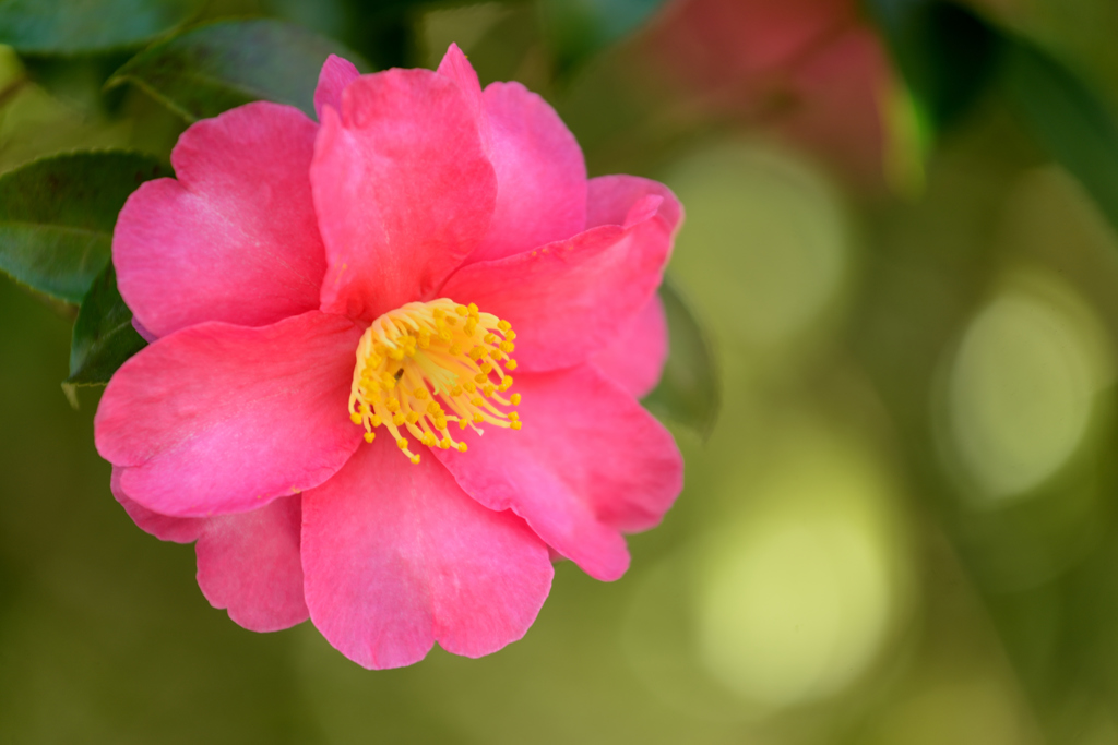 山茶花咲く