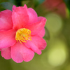 山茶花咲く