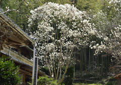 山寺の春