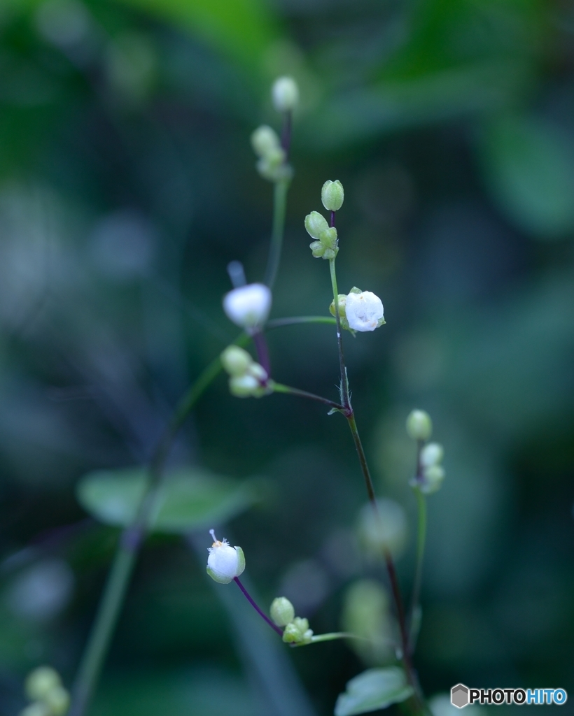 星屑の明かり