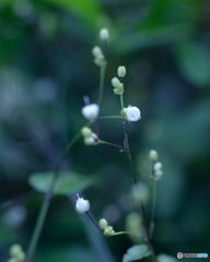 星屑の明かり