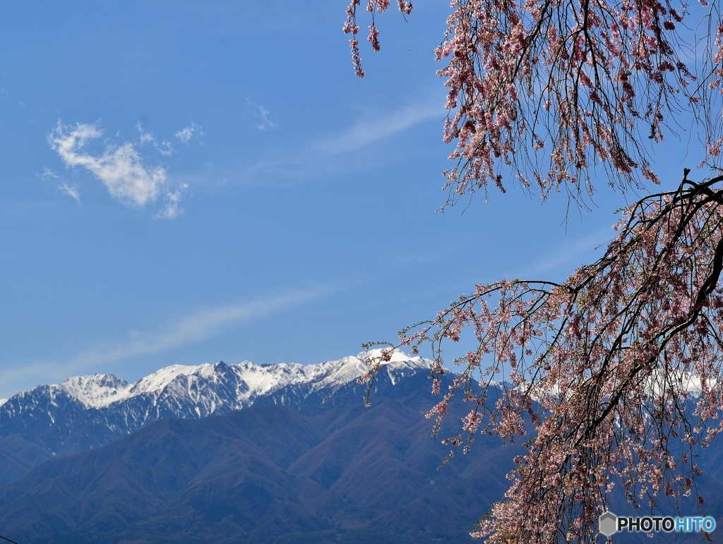 アルプスと枝垂れ桜