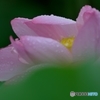 雨に咲く