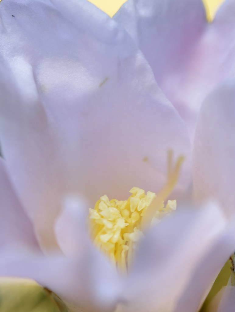 煌めく芯に照らされて