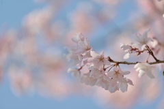 sakura saku