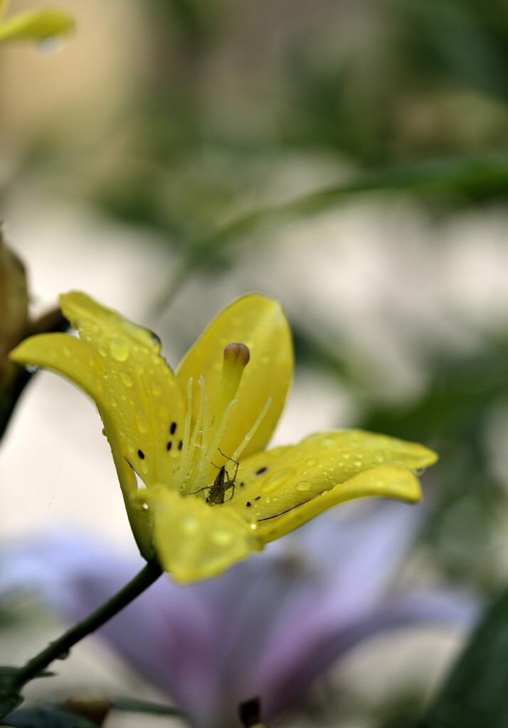 雨宿り