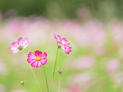 野の花