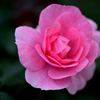 秋薔薇輝く