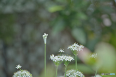 見過ごされてしまった花だけど