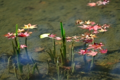 晩秋の池