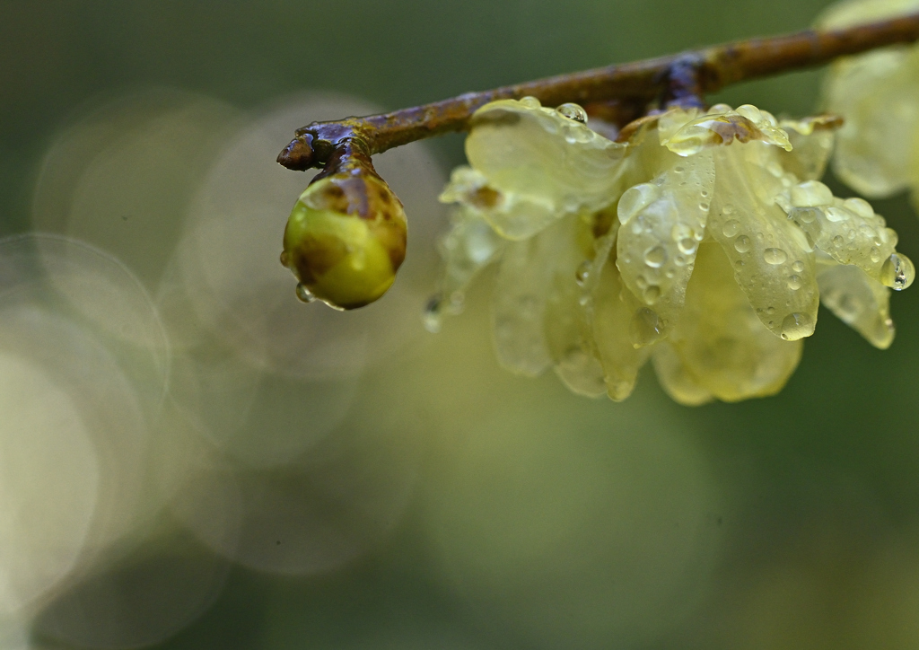 雨上がりの灯り①