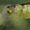 雨上がりの灯り①