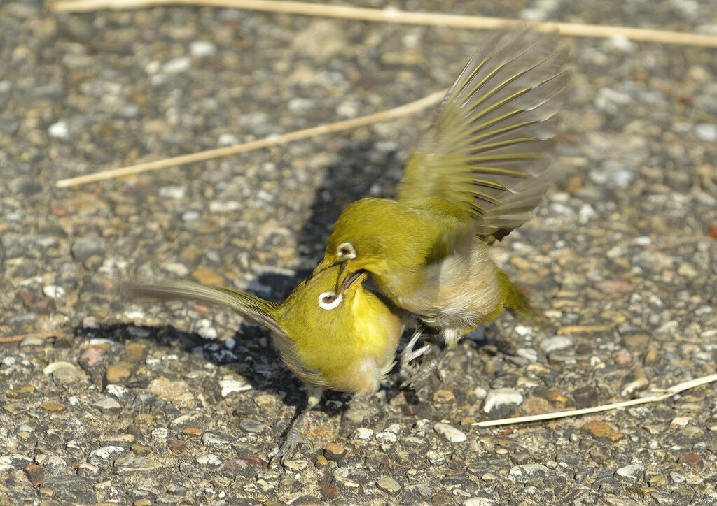 大バトル
