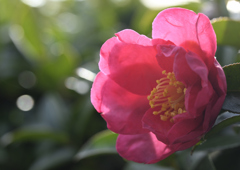 山茶花❶