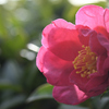 山茶花❶