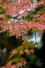 染まりはじめ①