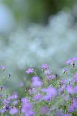 野の花