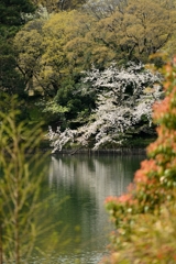 公園の春①