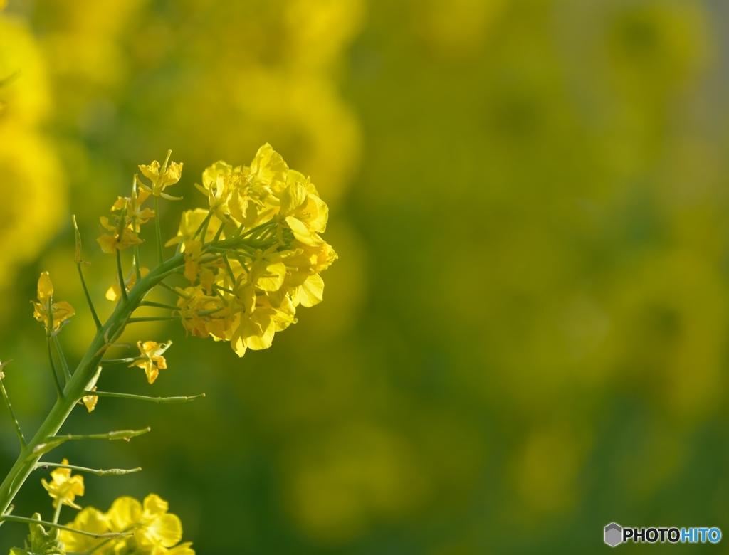 夕暮れの近づく菜の　花その2