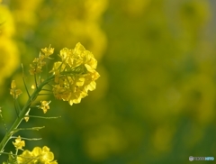 夕暮れの近づく菜の　花その2