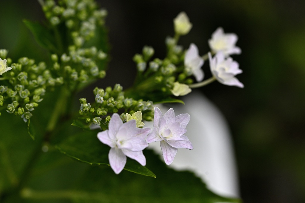 隅田の花火