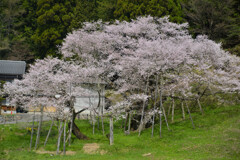 臥龍桜