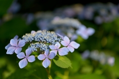 紫陽花の詩