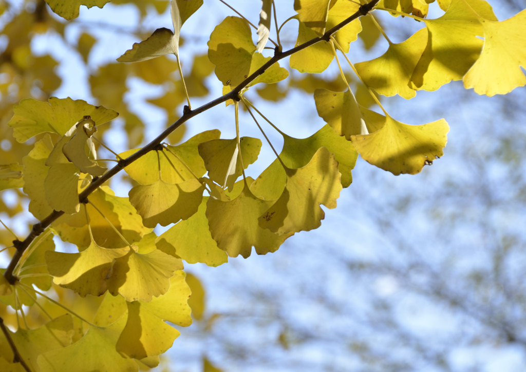 秋日に光る黄葉