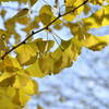 秋日に光る黄葉