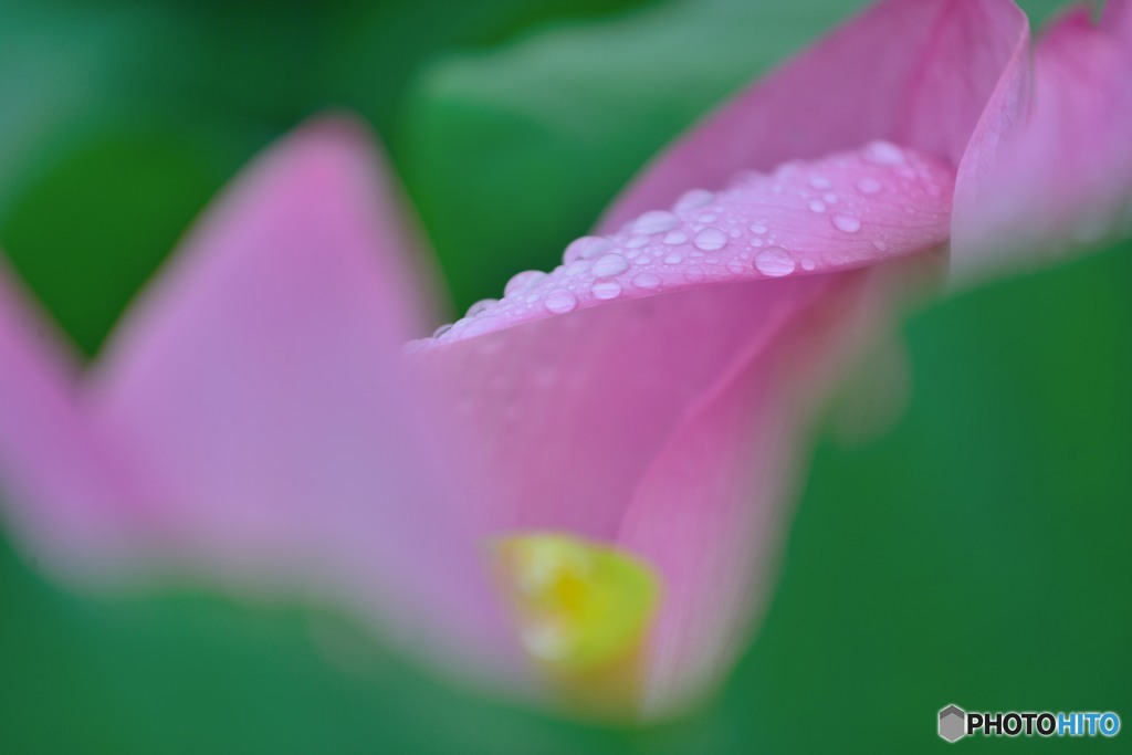 涙雨