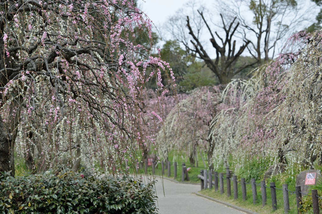 春の散歩道