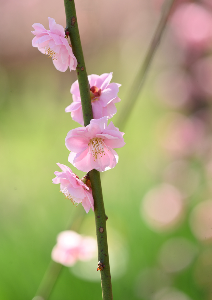 花簪