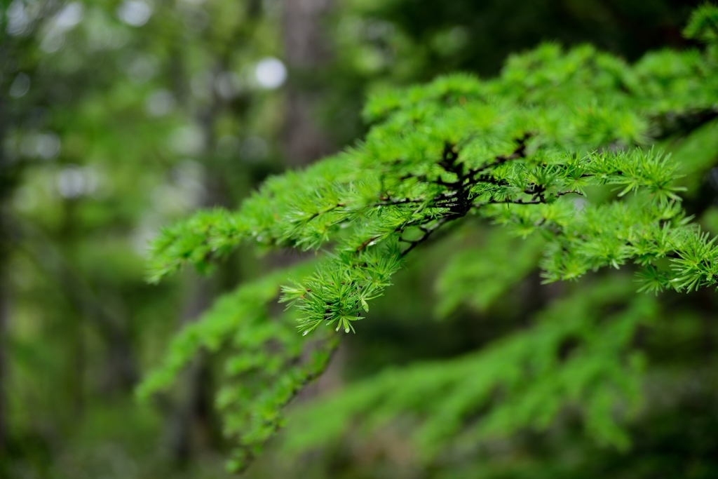 芽吹き