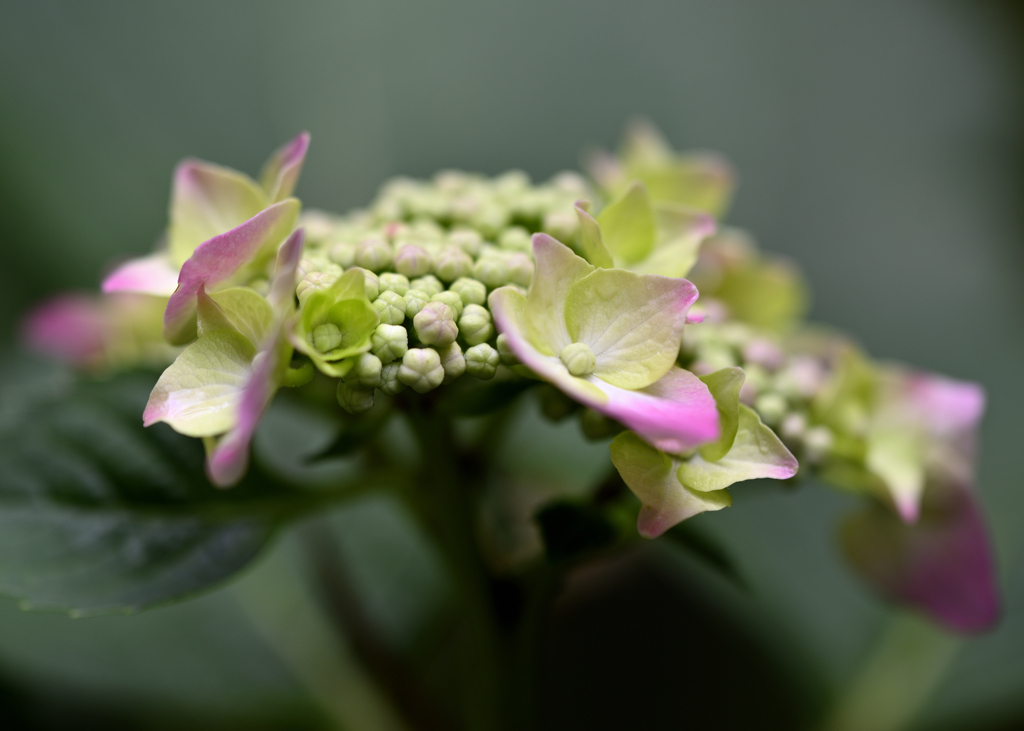 _しっとり紫陽花