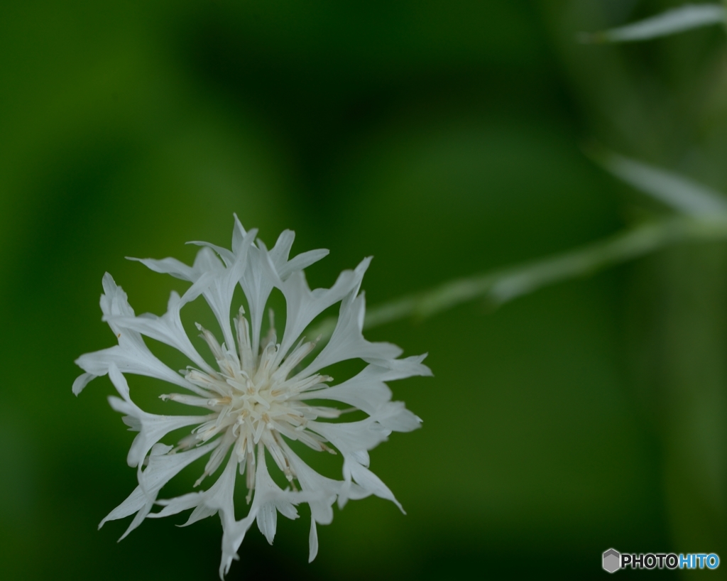 ａ　ｃｒｙｓｔａｌ