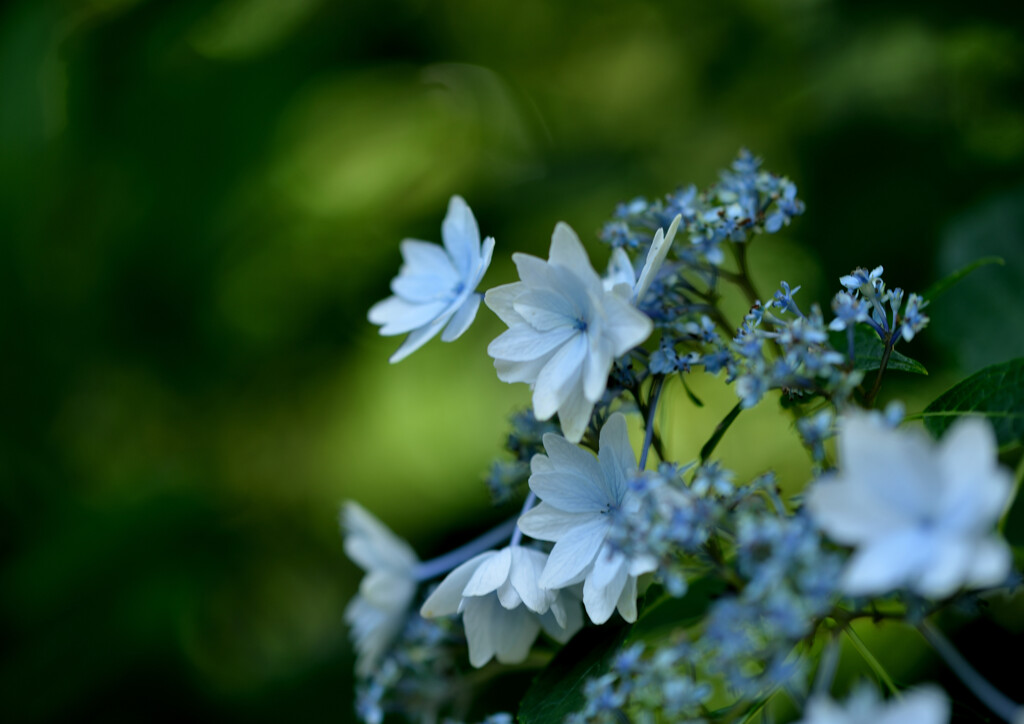 花火咲く