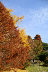 秋晴れの公園