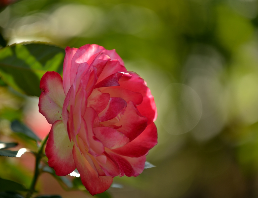 秋の薔薇　Ⅰ