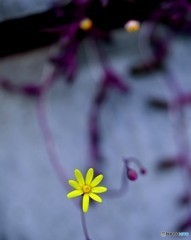 私が一番
