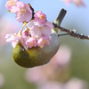 甘い蜜に誘われて