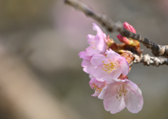 河津桜