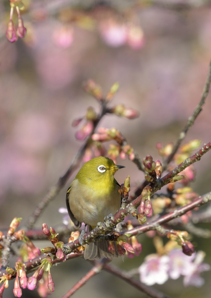 桜色に染まって