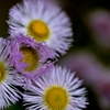 春野の花火