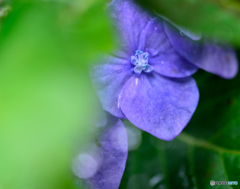 紫陽花の片隅で
