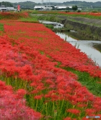 深紅の絨毯