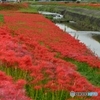 深紅の絨毯