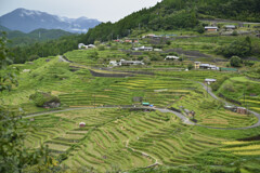 初秋の千枚田