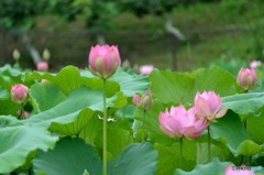 夏のある日